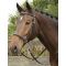   ( ), Harrys Horse