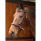   Sidepull Harrys Horse