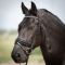  Harrys Horse Diamond Lacque