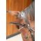  Harrys Horse Diamond Lacque