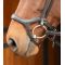  Harrys Horse Anatomic