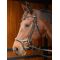  Harrys Horse Anatomic