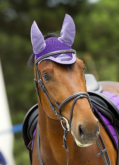  Equi-Theme Polyfil