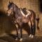 Подперсье с мартингалом Harrys Horse Deluxe