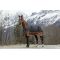    Tyrex Aisance 600D, Equi-Theme